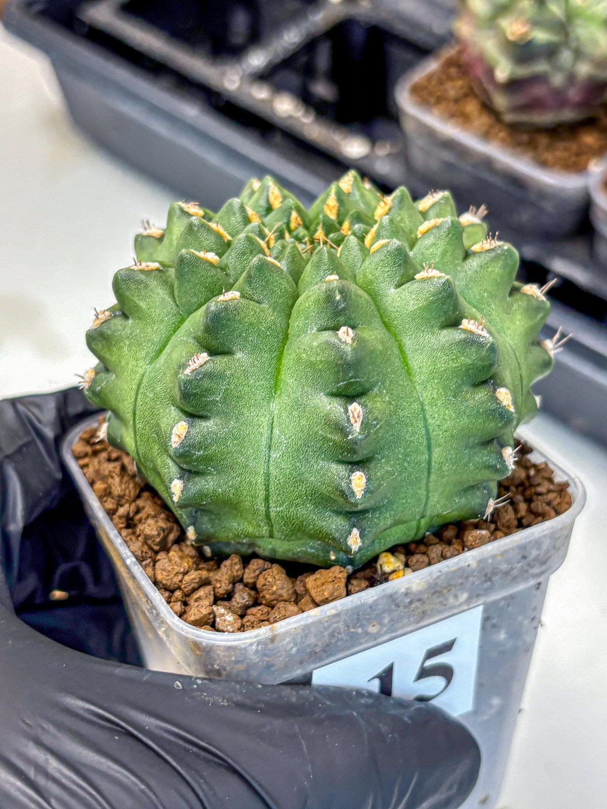 Gymnocalycium Gator (gy11) (15) | Collectable Plant