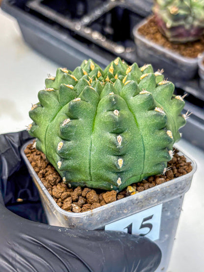 Gymnocalycium Gator (gy11) (15) | Collectable Plant