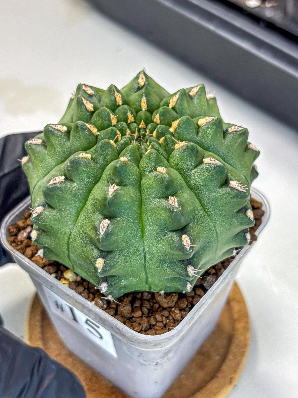 Gymnocalycium Gator (gy11) (15) | Collectable Plant