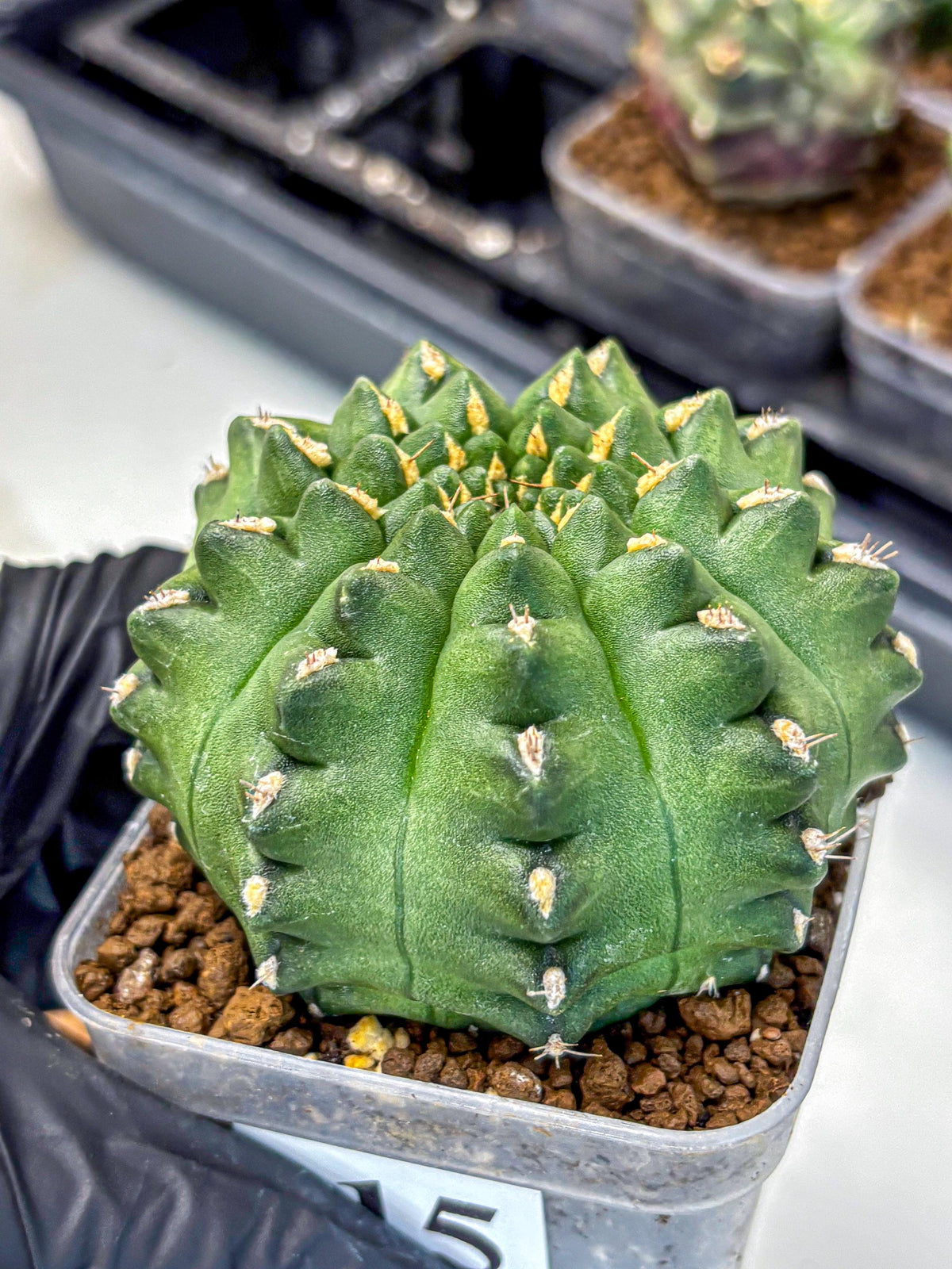 Gymnocalycium Gator (gy11) (15) | Collectable Plant