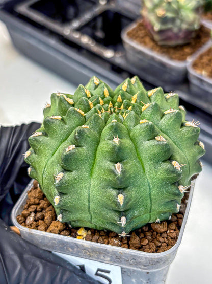 Gymnocalycium Gator (gy11) (15) | Collectable Plant
