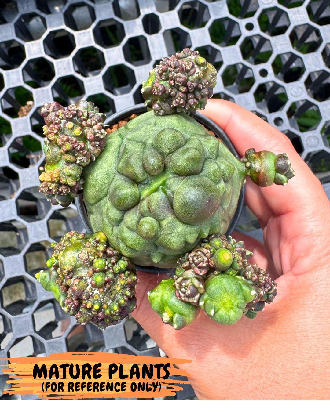 Gymnocalycium Montrose (gy11) (16) | Collectable Plant