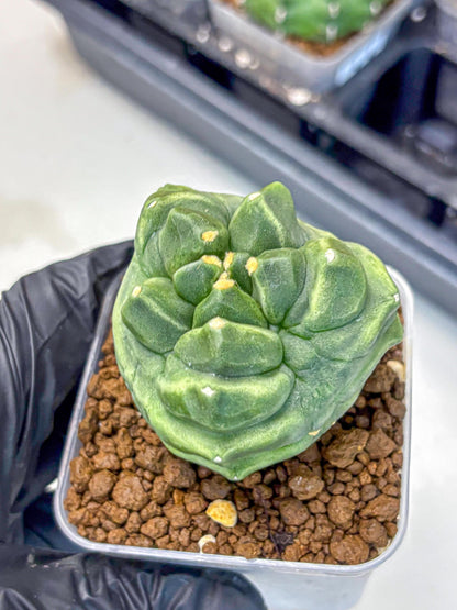 Gymnocalycium Montrose (gy11) (16) | Collectable Plant