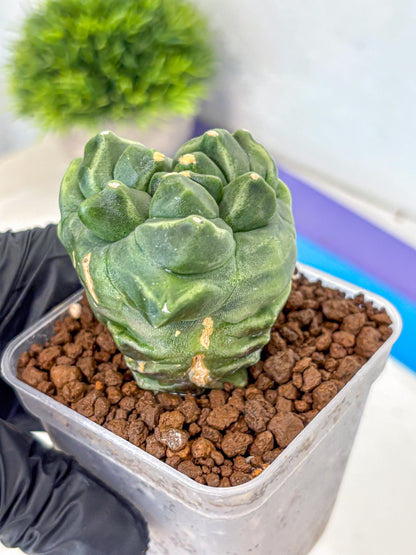 Gymnocalycium Montrose (gy11) (16) | Collectable Plant