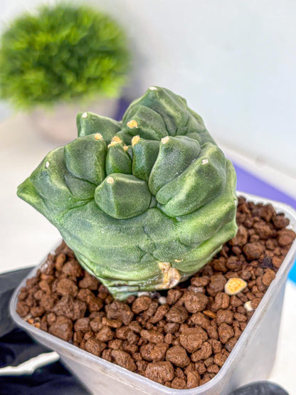Gymnocalycium Montrose (gy11) (16) | Collectable Plant