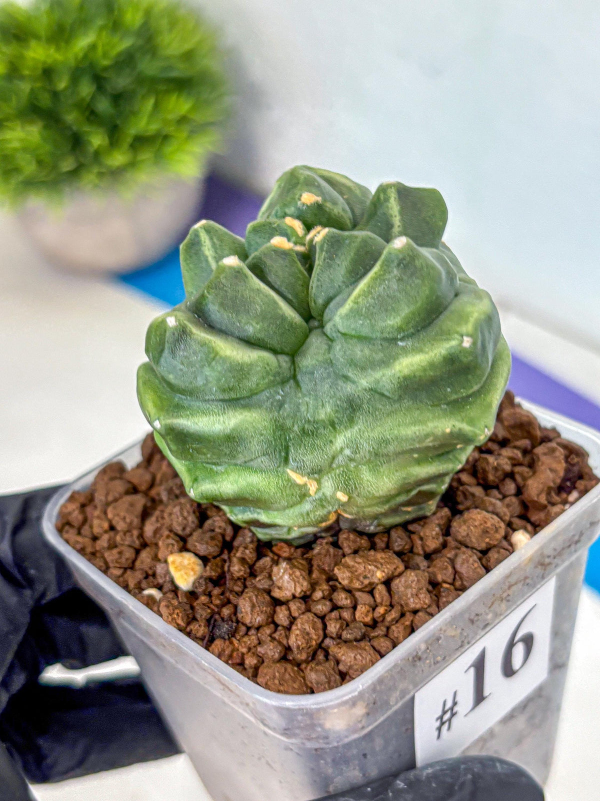 Gymnocalycium Montrose (gy11) (16) | Collectable Plant