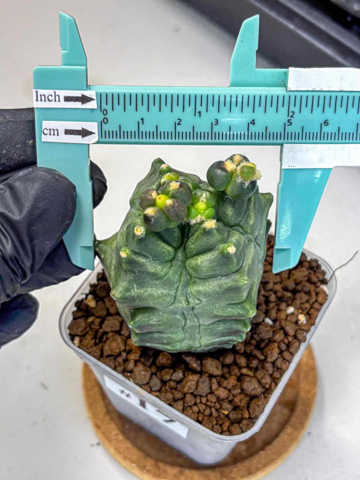 Gymnocalycium Montrose (gy11) (17) | Collectable Plant
