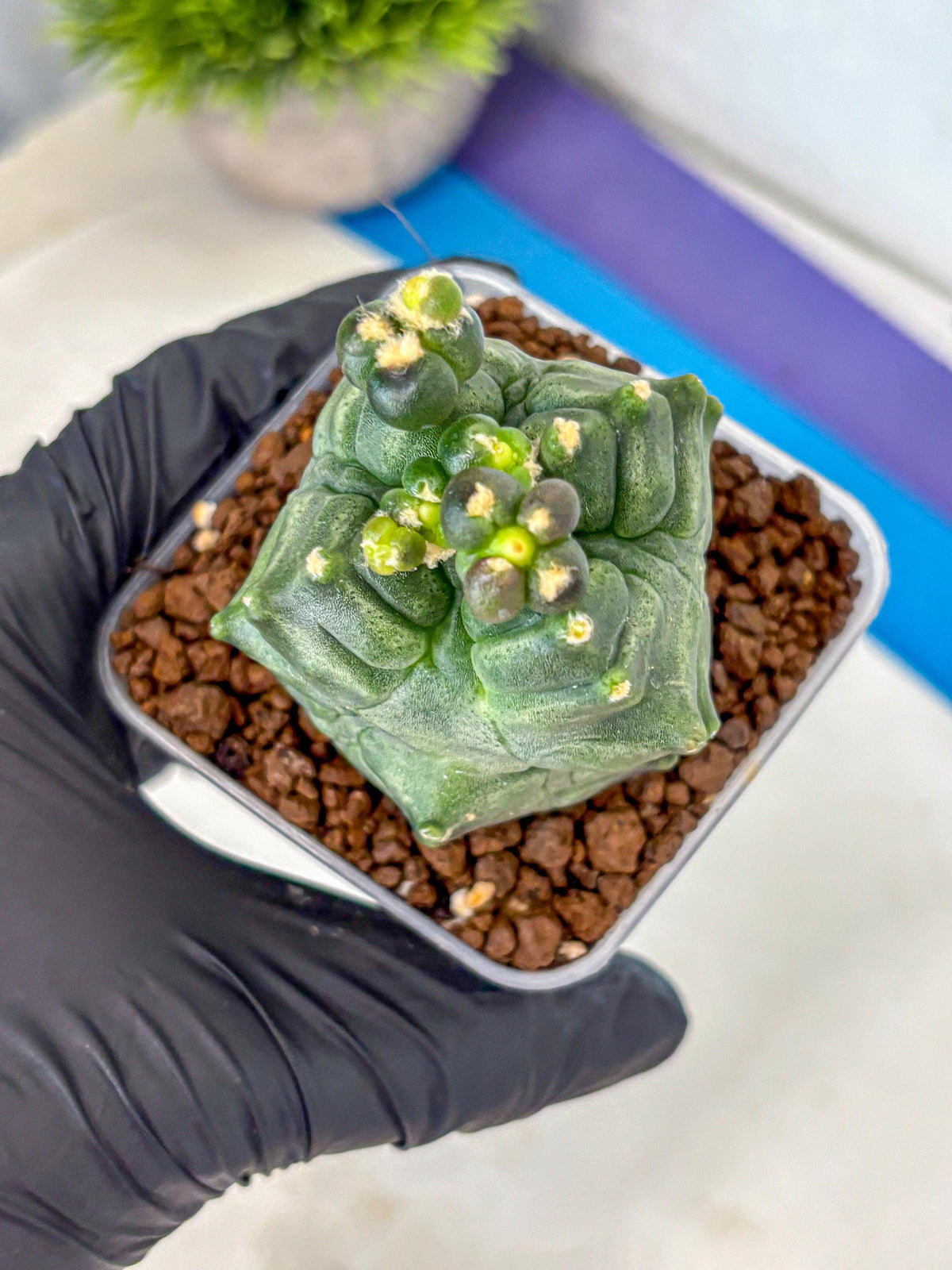 Gymnocalycium Montrose (gy11) (17) | Collectable Plant