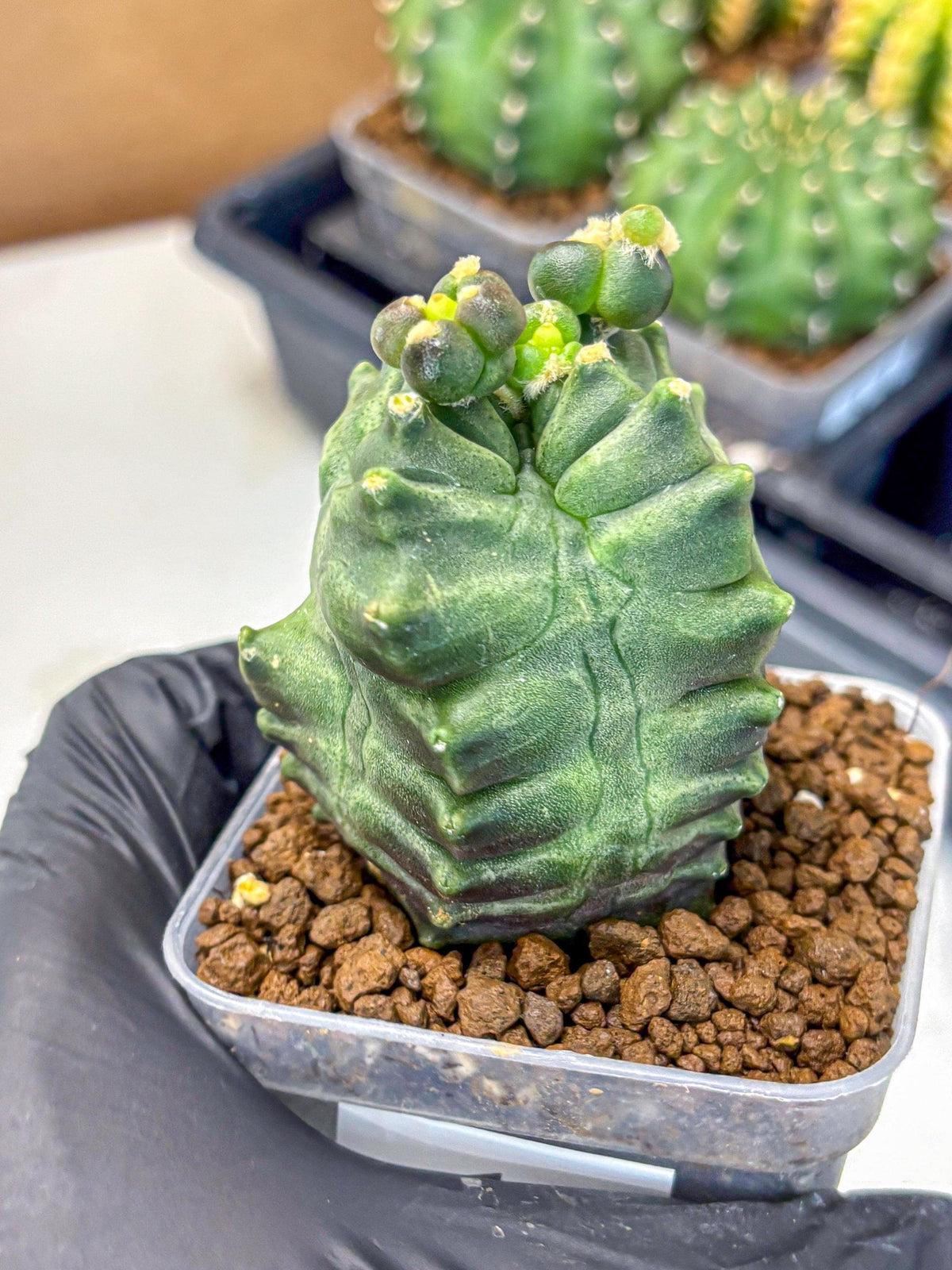 Gymnocalycium Montrose (gy11) (17) | Collectable Plant