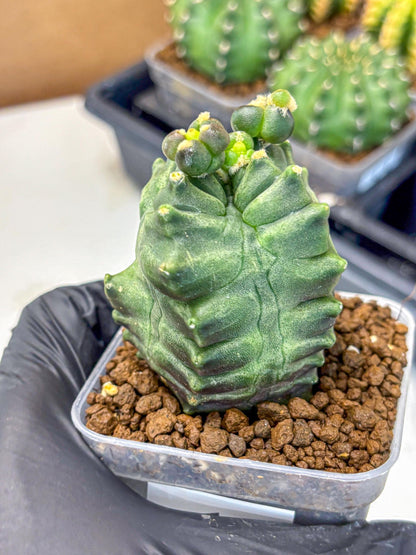 Gymnocalycium Montrose (gy11) (17) | Collectable Plant