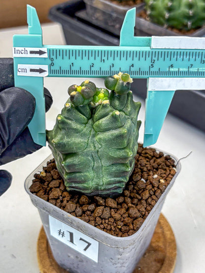 Gymnocalycium Montrose (gy11) (17) | Collectable Plant