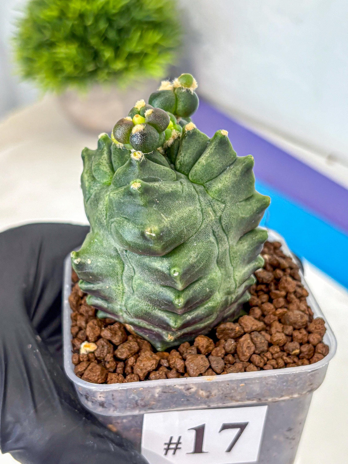 Gymnocalycium Montrose (gy11) (17) | Collectable Plant