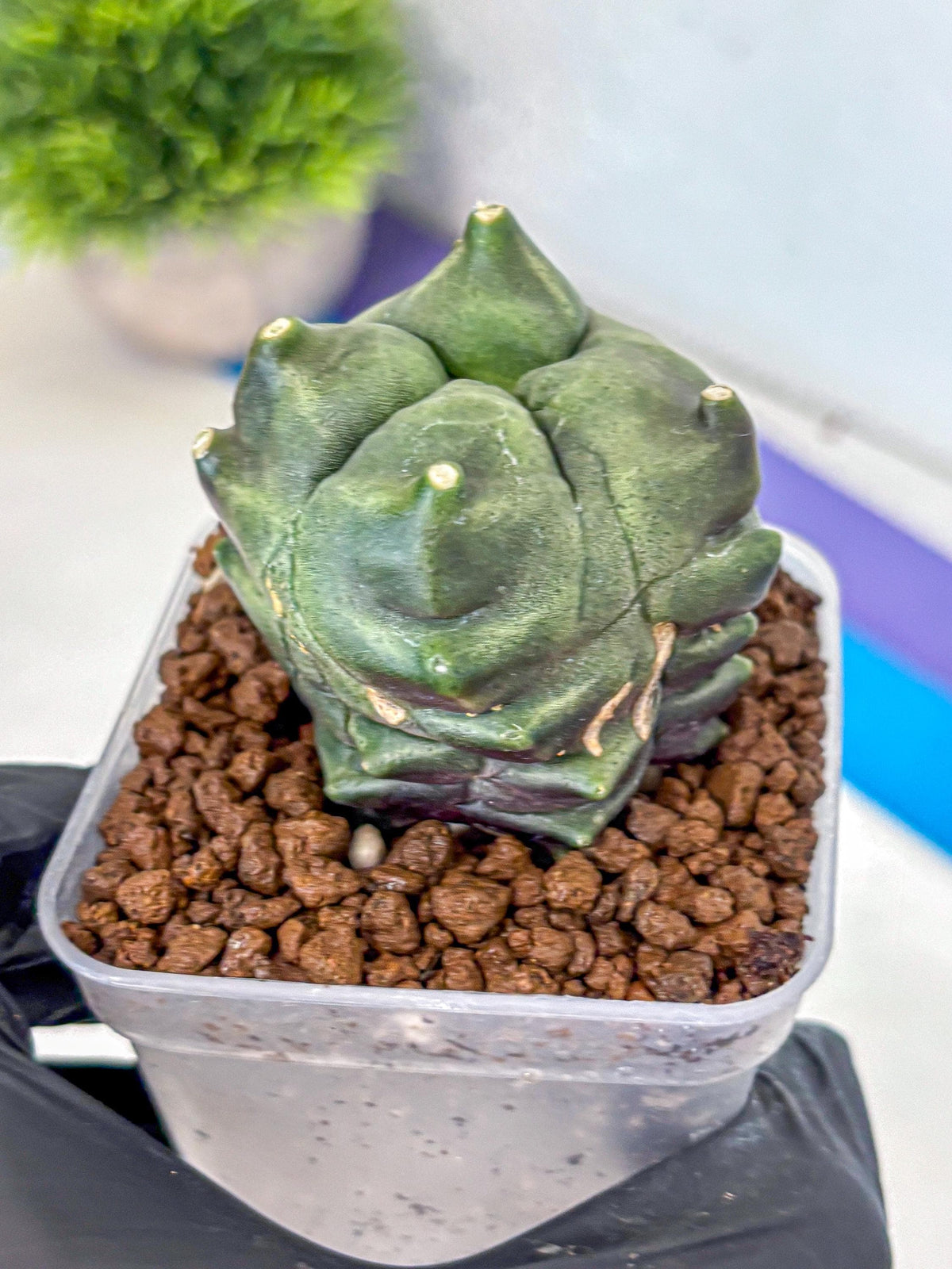 Gymnocalycium Montrose (gy11) (18) | Collectable Plant
