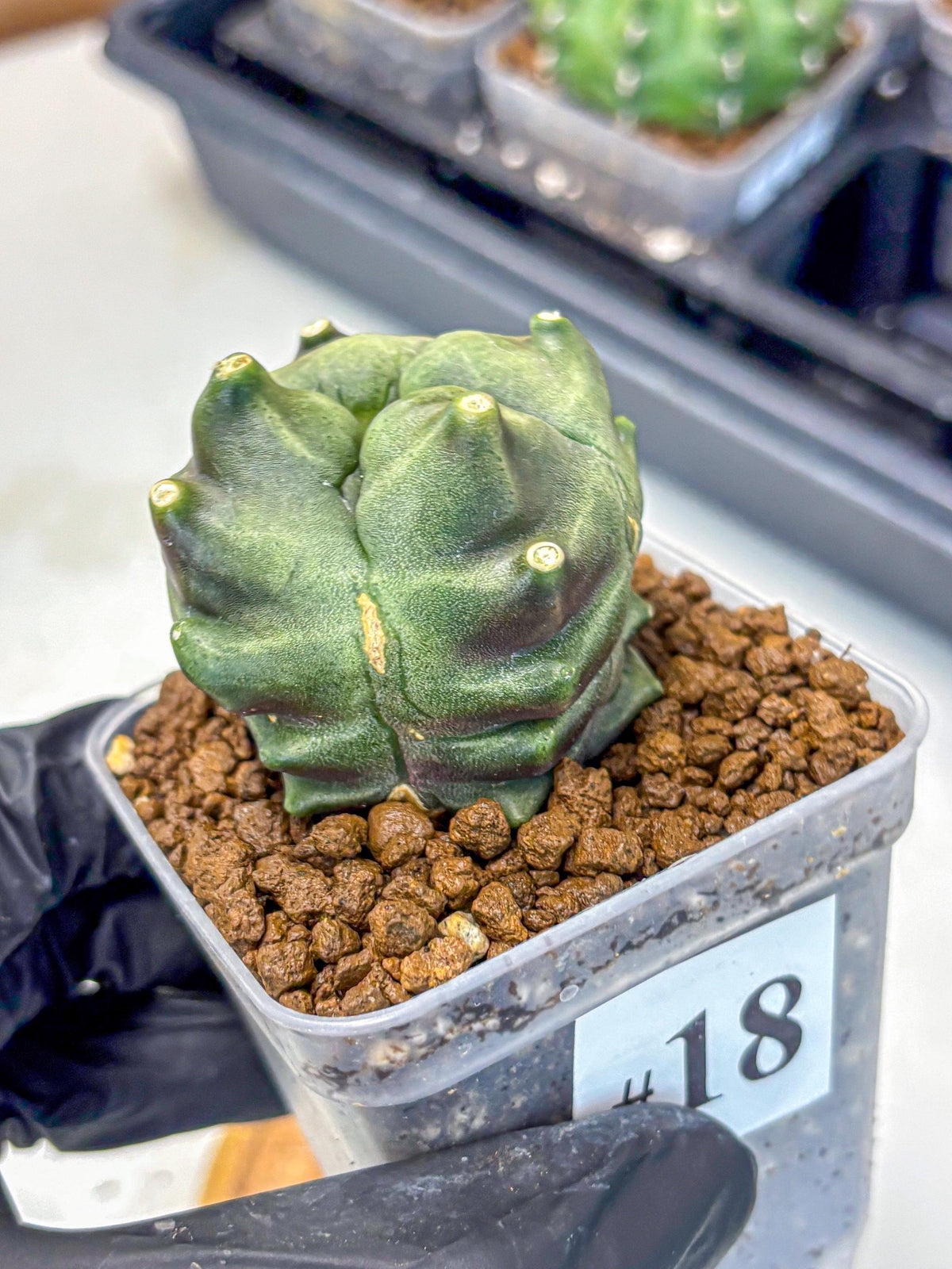 Gymnocalycium Montrose (gy11) (18) | Collectable Plant