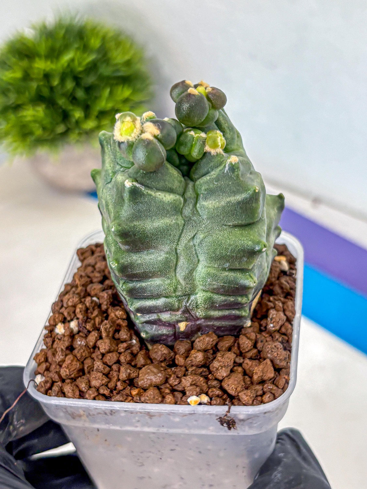 Gymnocalycium Montrose (gy11) (17) | Collectable Plant