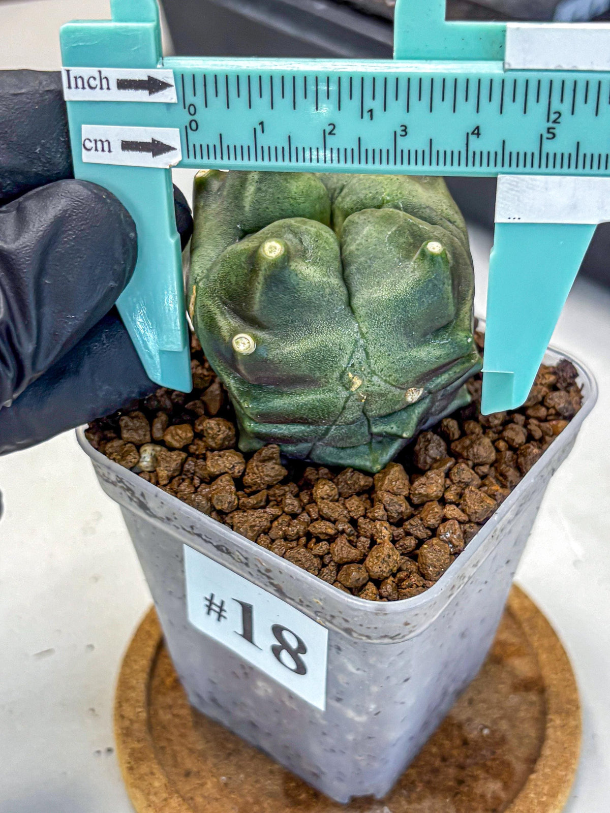 Gymnocalycium Montrose (gy11) (18) | Collectable Plant
