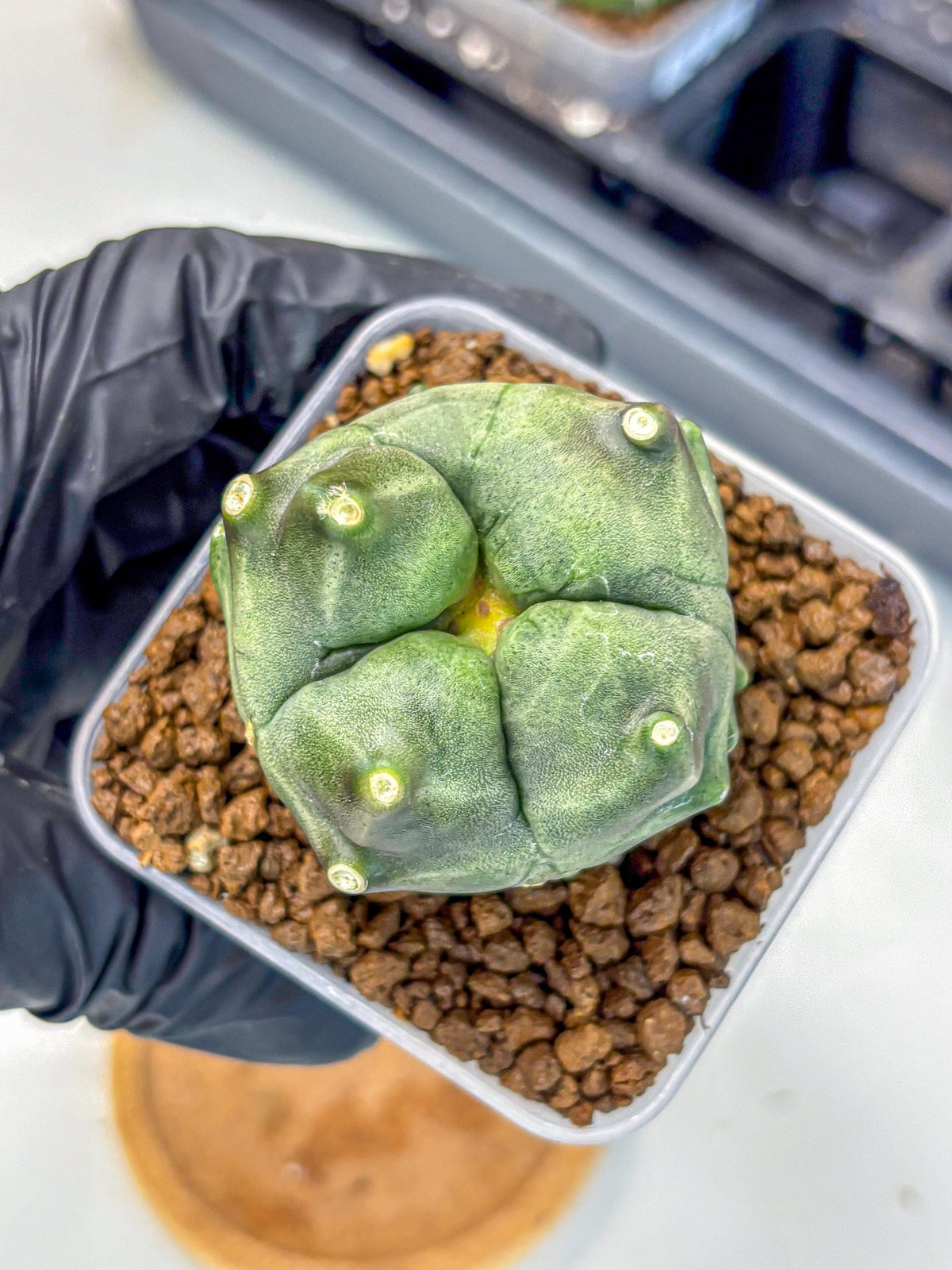 Gymnocalycium Montrose (gy11) (18) | Collectable Plant