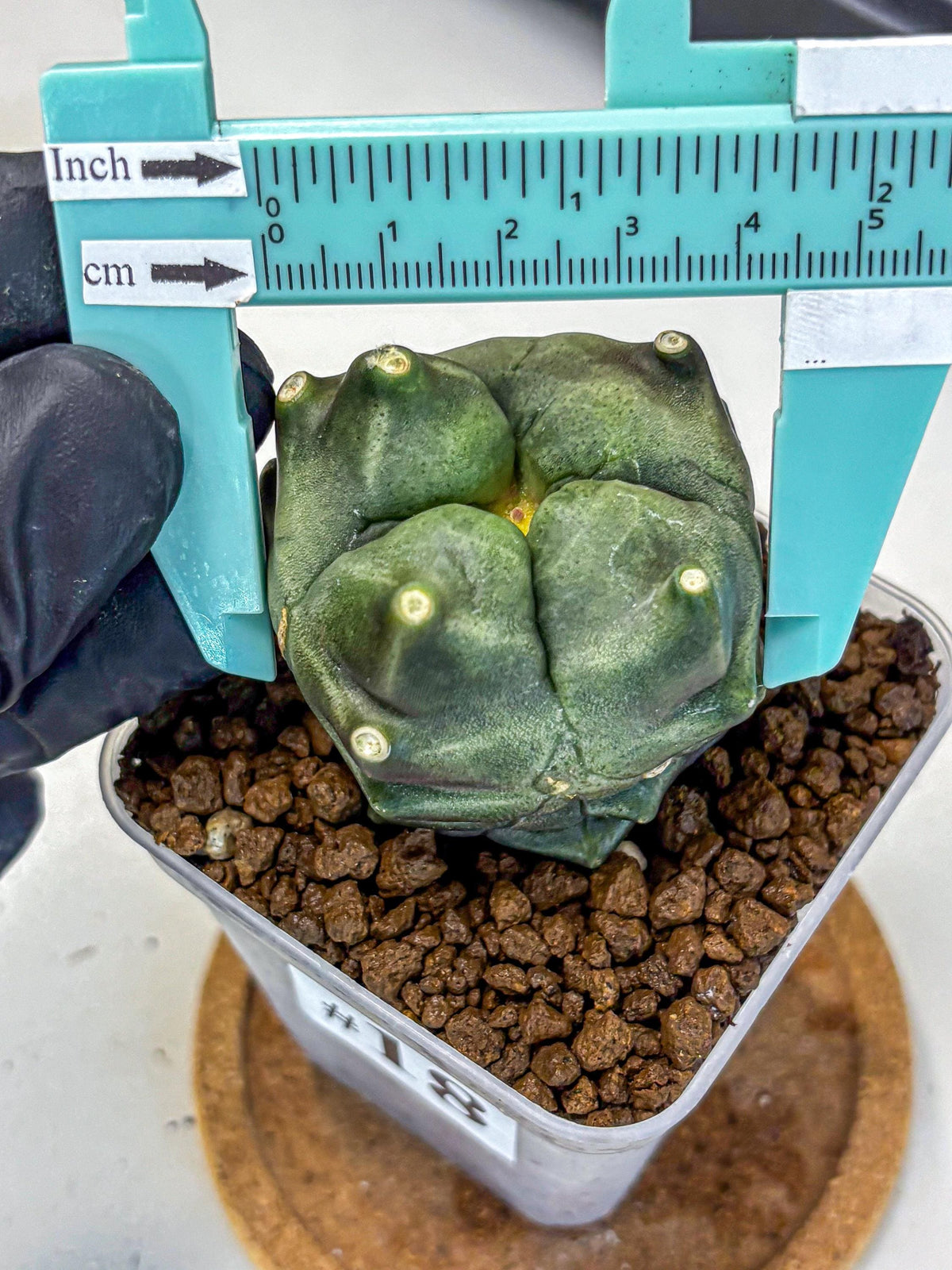 Gymnocalycium Montrose (gy11) (18) | Collectable Plant