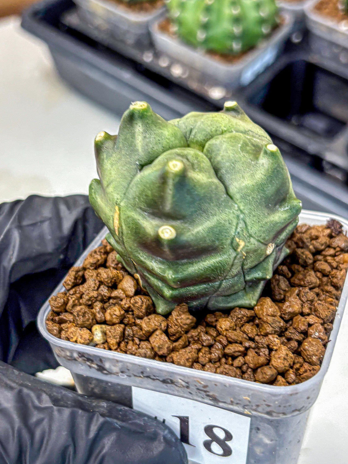 Gymnocalycium Montrose (gy11) (18) | Collectable Plant