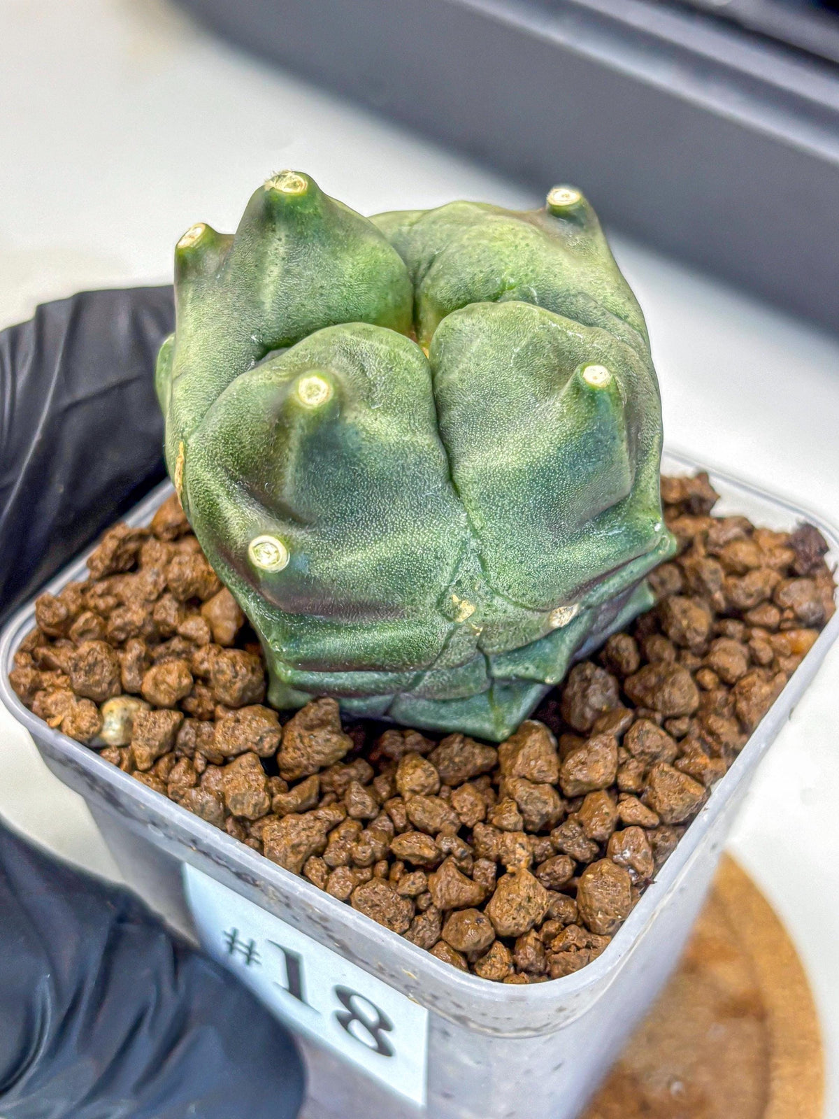 Gymnocalycium Montrose (gy11) (18) | Collectable Plant
