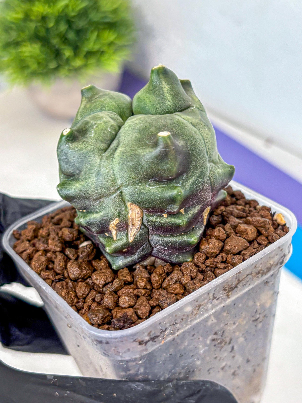 Gymnocalycium Montrose (gy11) (18) | Collectable Plant