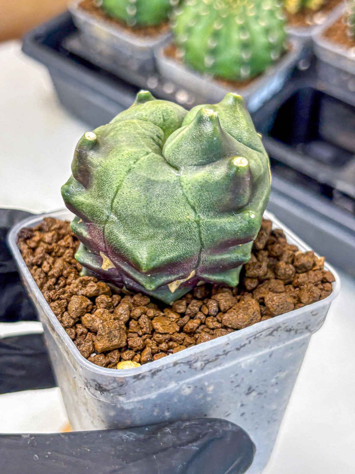 Gymnocalycium Montrose (gy11) (18) | Collectable Plant