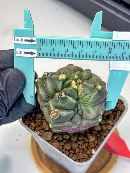 Gymnocalycium Montrose (gy11) (rr) | Collectable Plant