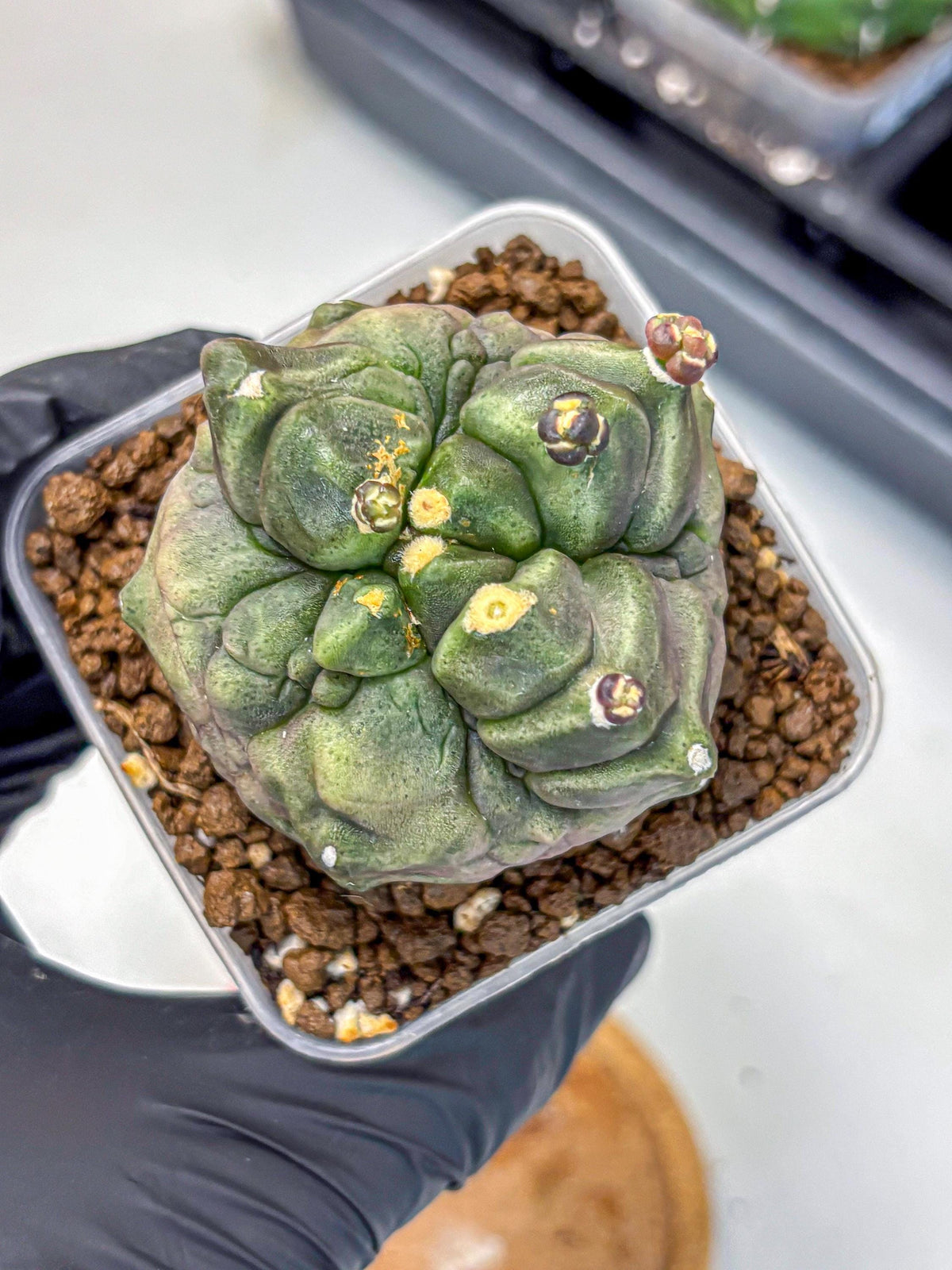 Gymnocalycium Montrose (gy11) (rr) | Collectable Plant