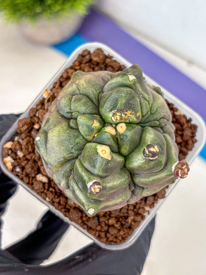 Gymnocalycium Montrose (gy11) (rr) | Collectable Plant
