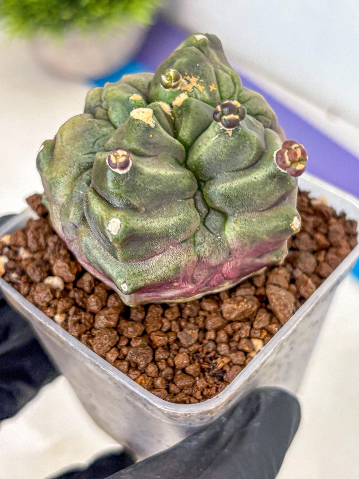 Gymnocalycium Montrose (gy11) (rr) | Collectable Plant