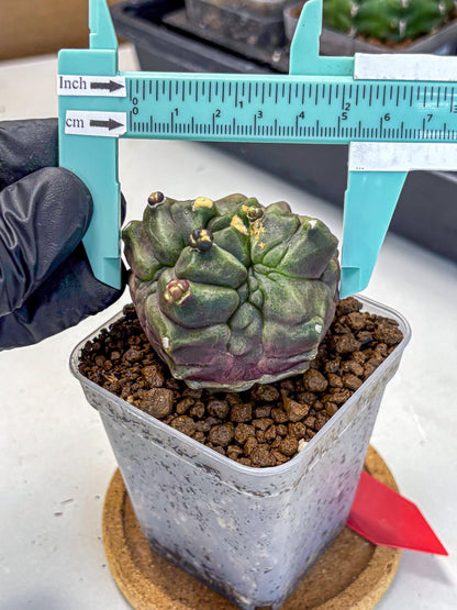 Gymnocalycium Montrose (gy11) (rr) | Collectable Plant