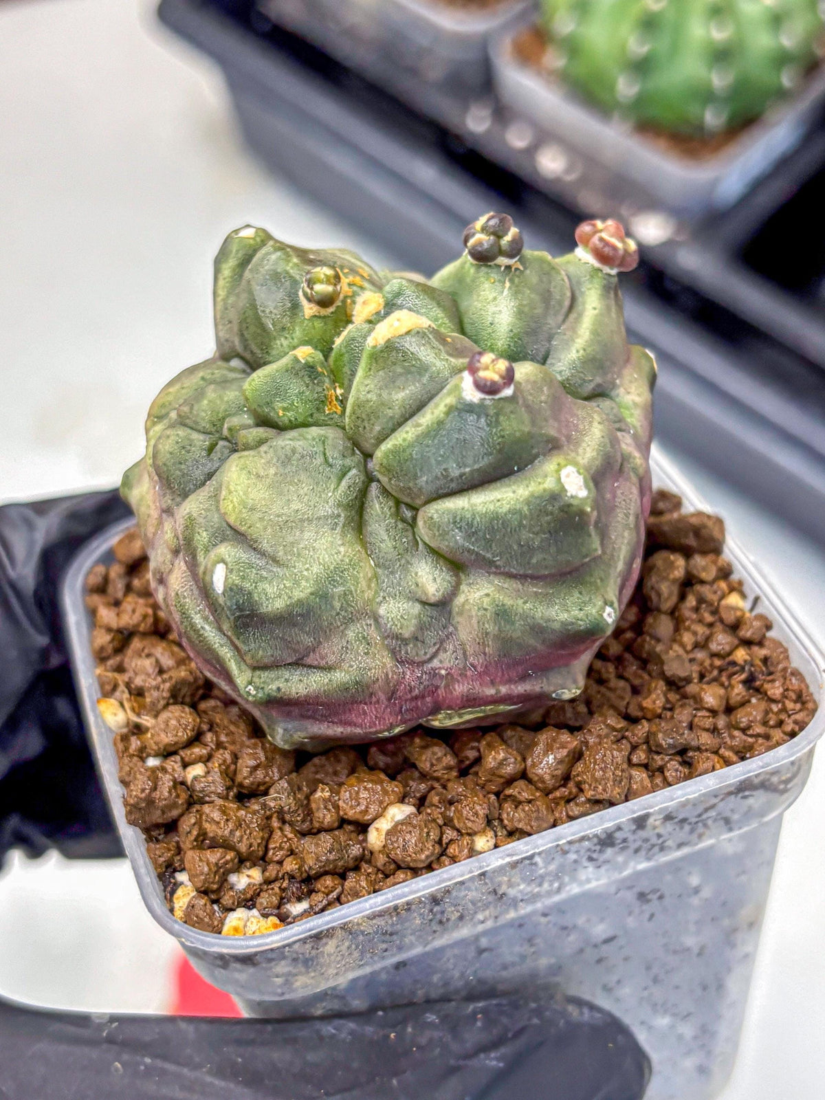 Gymnocalycium Montrose (gy11) (rr) | Collectable Plant