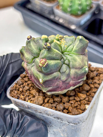 Gymnocalycium Montrose (gy11) (rr) | Collectable Plant