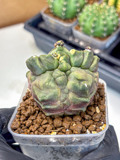 Gymnocalycium Montrose (gy11) (rr) | Collectable Plant