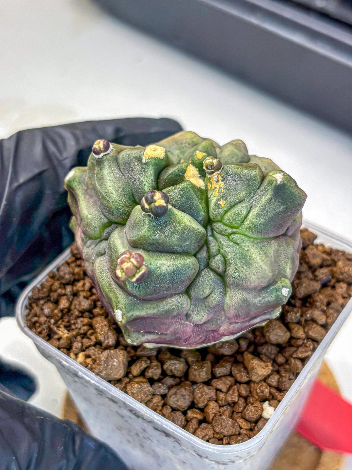 Gymnocalycium Montrose (gy11) (rr) | Collectable Plant