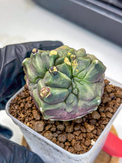 Gymnocalycium Montrose (gy11) (rr) | Collectable Plant
