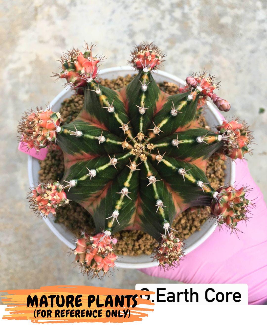 Gymnocalycium Earth Core (gy7) (6) | Collector’s Edition