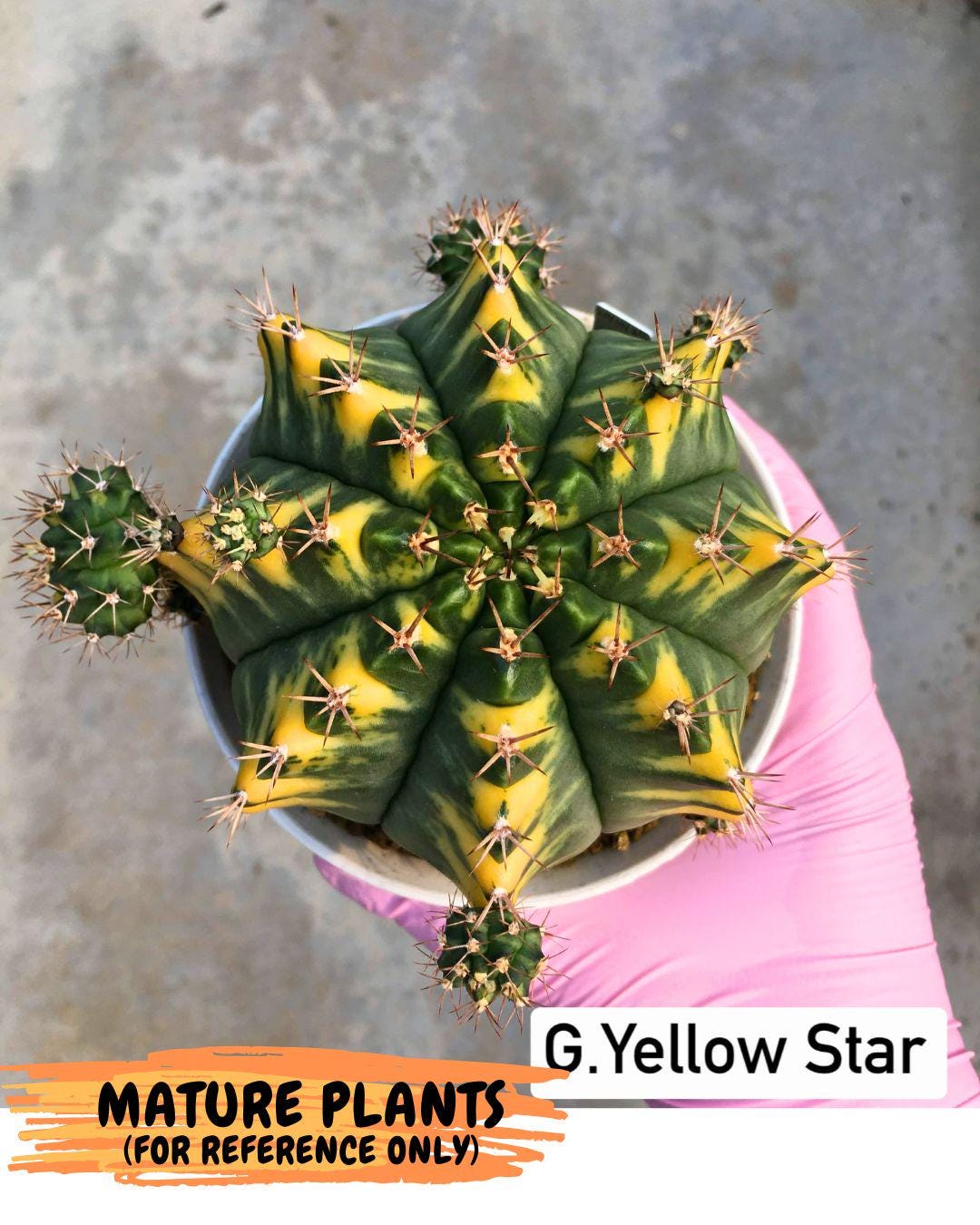 Gymnocalycium Yellow Star (gy7) (14) | Collector’s Edition