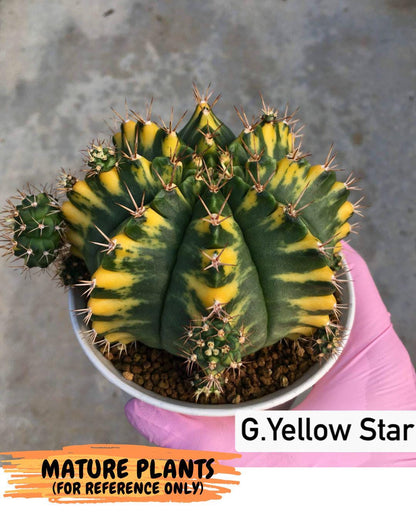 Gymnocalycium Yellow Star (gy7) (15) | Collector’s Edition