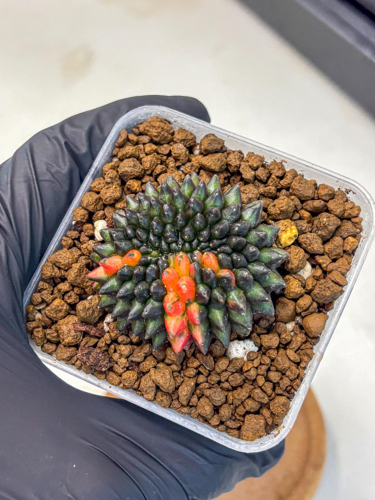Gymnocalycium Inermis Cristata (gy9) (1) | Variegated Cactus