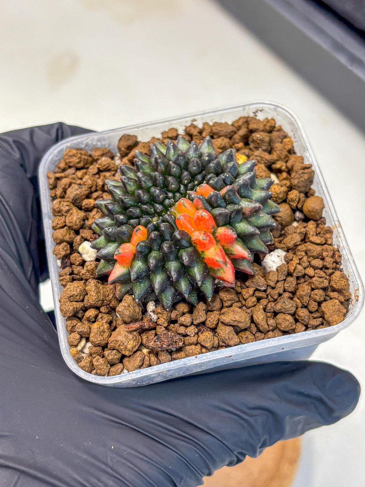 Gymnocalycium Inermis Cristata (gy9) (1) | Variegated Cactus