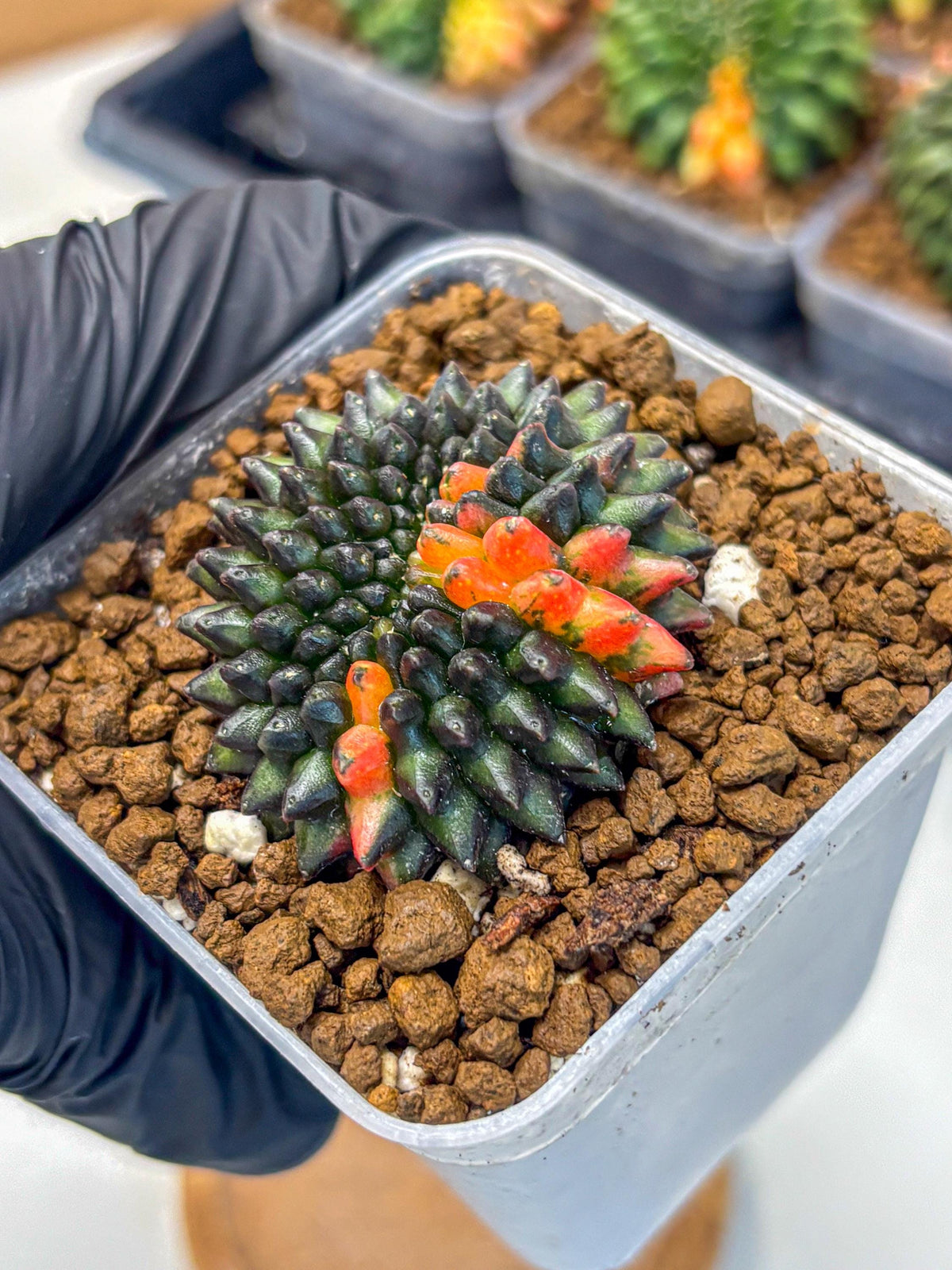 Gymnocalycium Inermis Cristata (gy9) (1) | Variegated Cactus