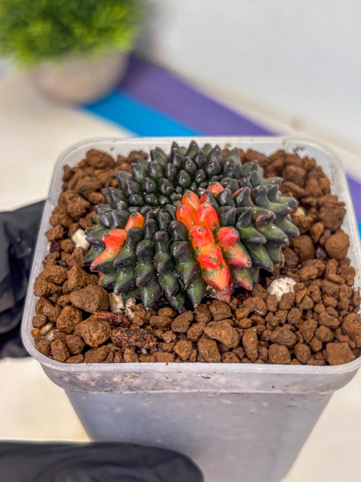 Gymnocalycium Inermis Cristata (gy9) (1) | Variegated Cactus