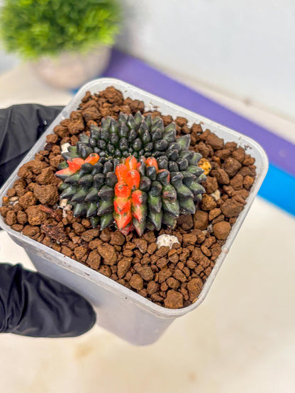 Gymnocalycium Inermis Cristata (gy9) (1) | Variegated Cactus
