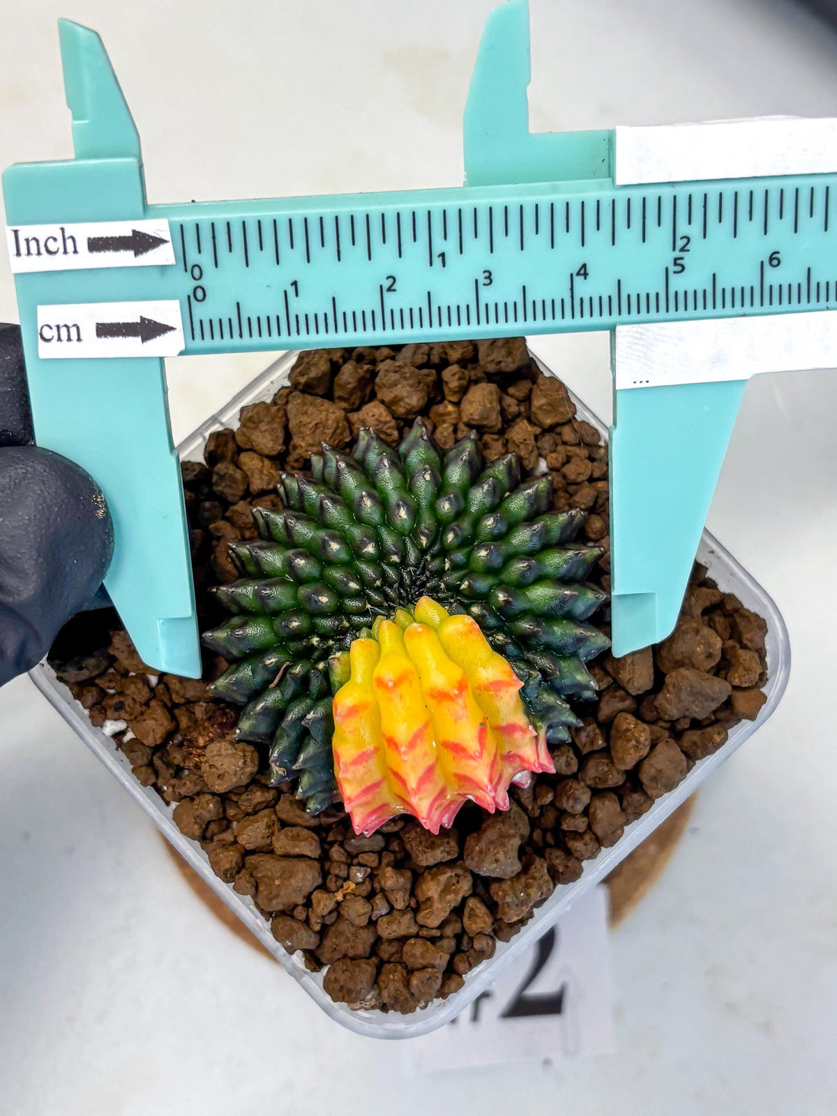 Gymnocalycium Inermis Cristata (gy9) (2) | Variegated Cactus