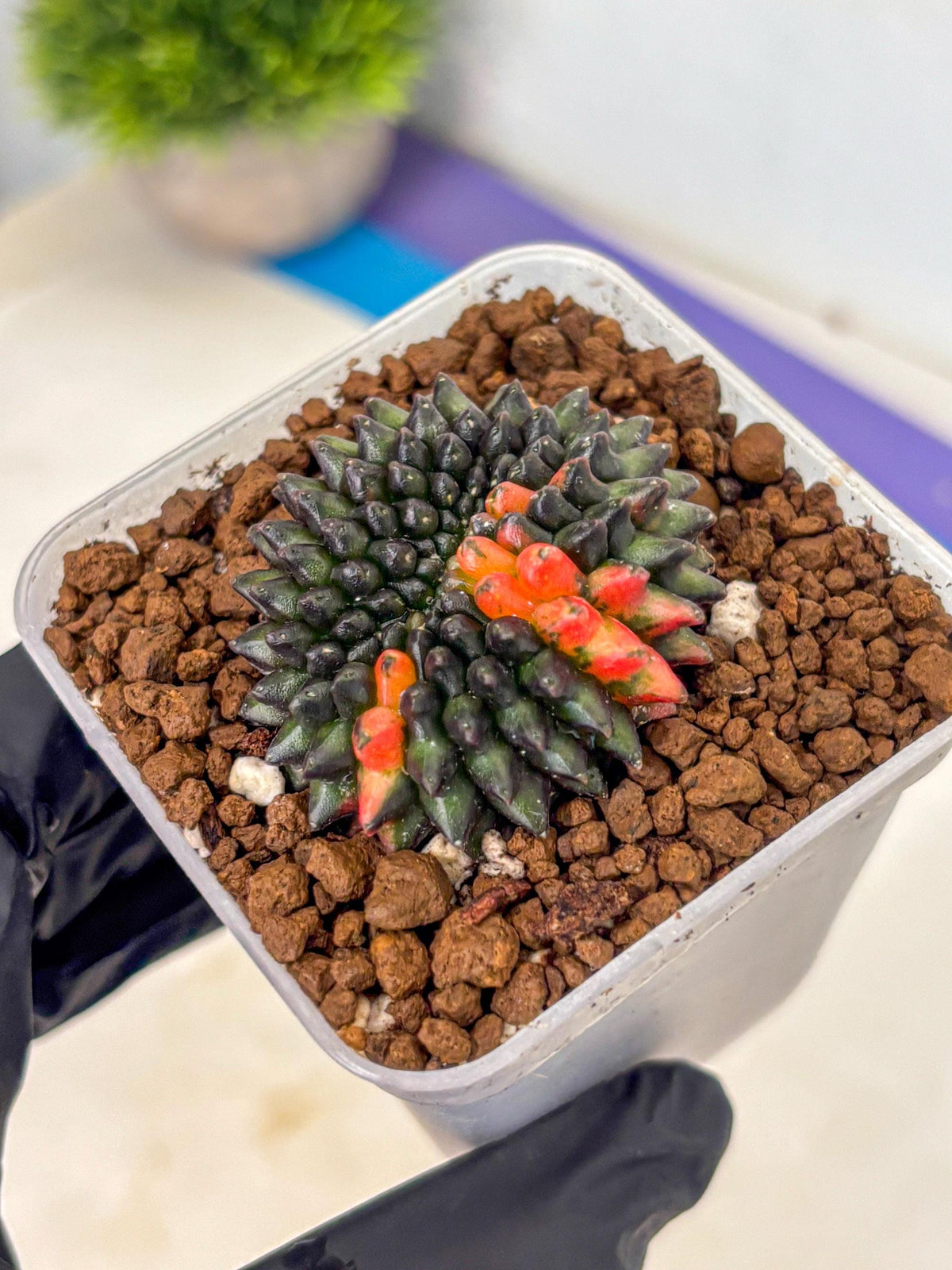 Gymnocalycium Inermis Cristata (gy9) (1) | Variegated Cactus