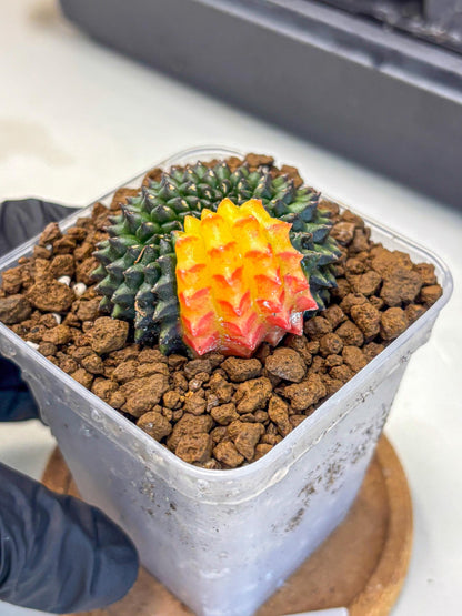Gymnocalycium Inermis Cristata (gy9) (2) | Variegated Cactus