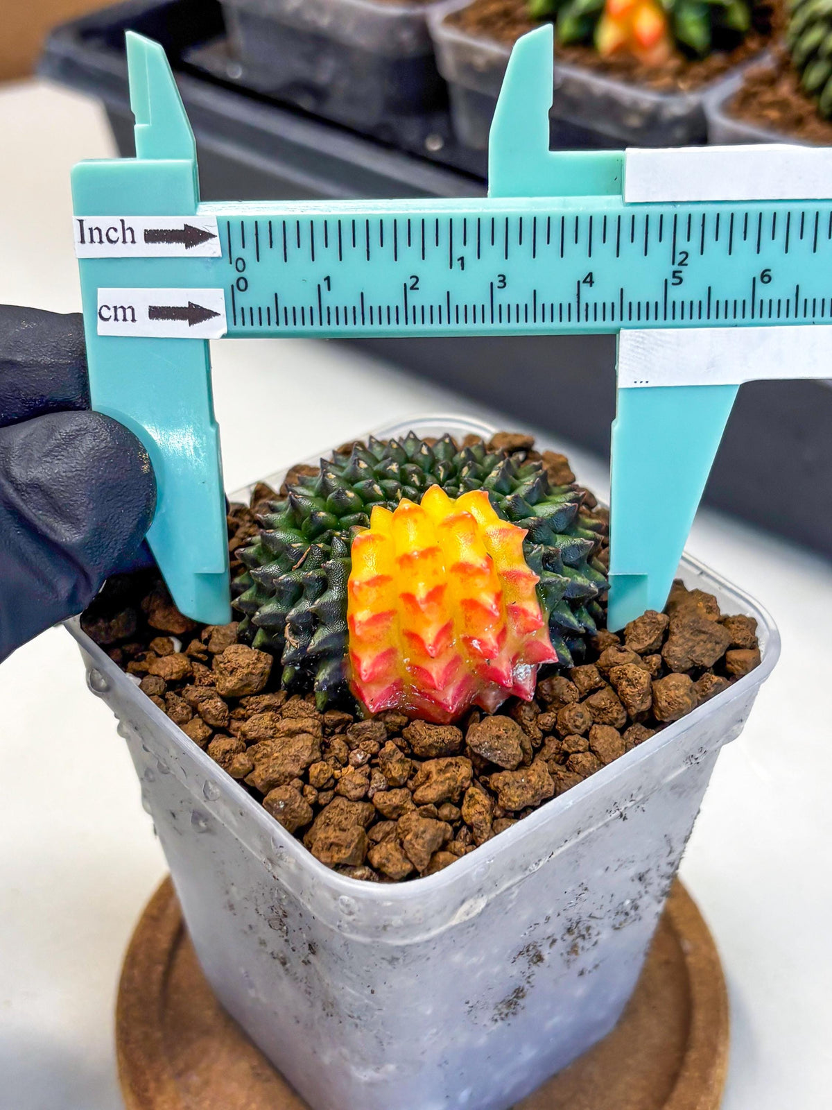 Gymnocalycium Inermis Cristata (gy9) (2) | Variegated Cactus