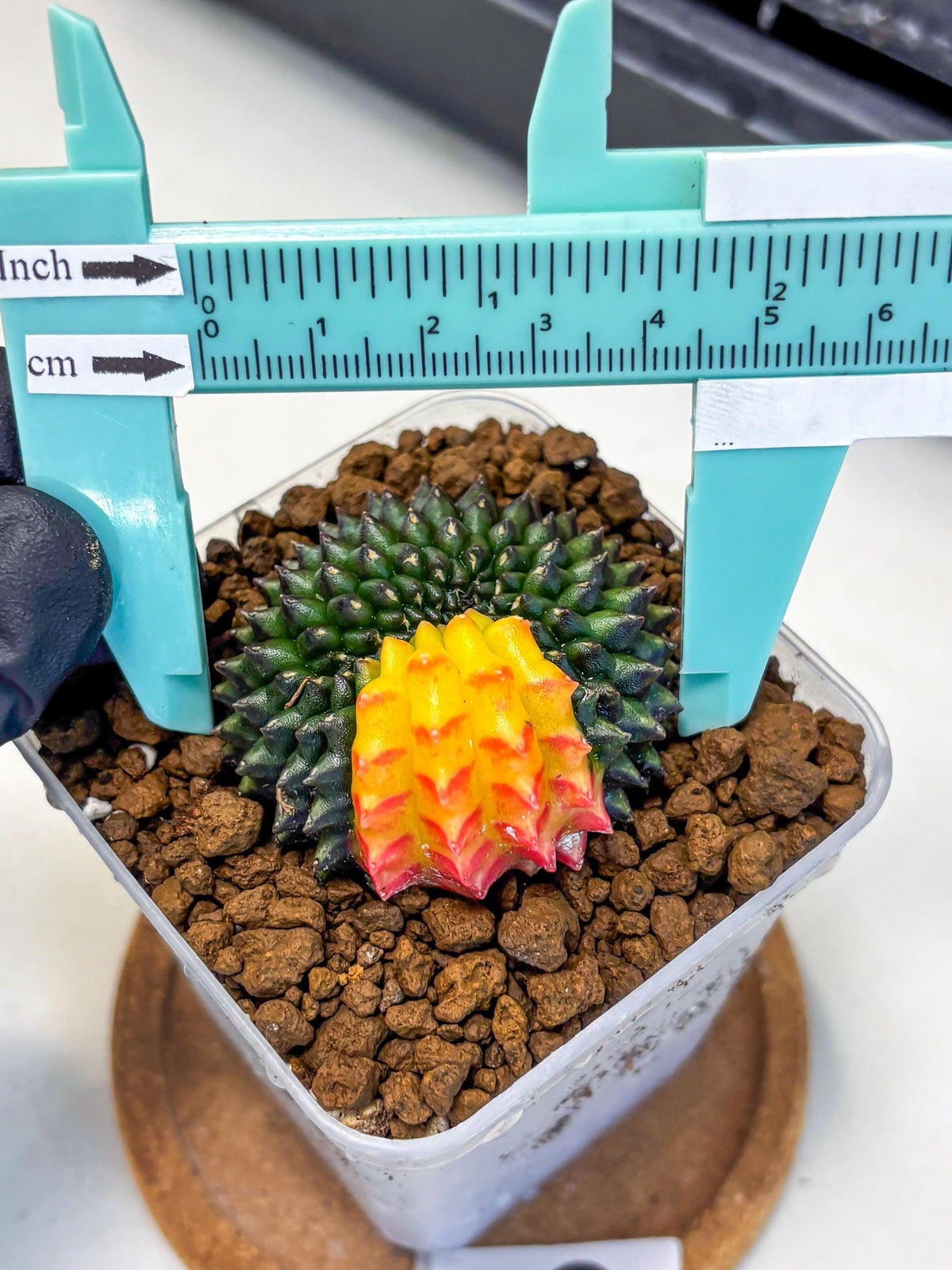Gymnocalycium Inermis Cristata (gy9) (2) | Variegated Cactus