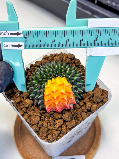 Gymnocalycium Inermis Cristata (gy9) (2) | Variegated Cactus